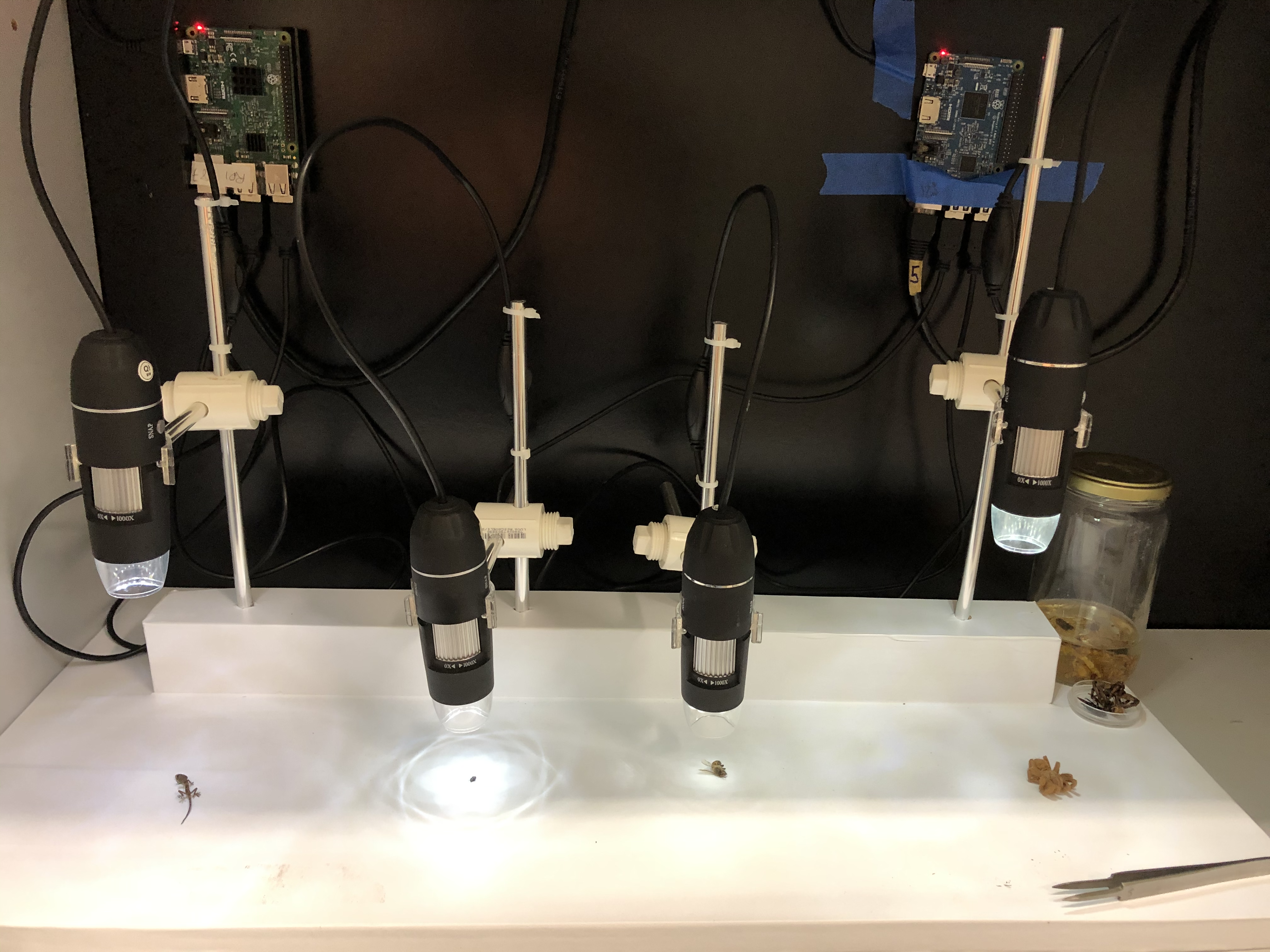 ¿De dónde vienen las moscas? Conociendo el ciclo vital de Drosophila melanogaster 