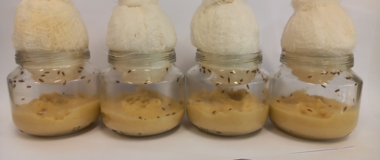 De onde vem as moscas? Conhecendo o ciclo vital da mosca da Fruta Drosophila melanogaster 