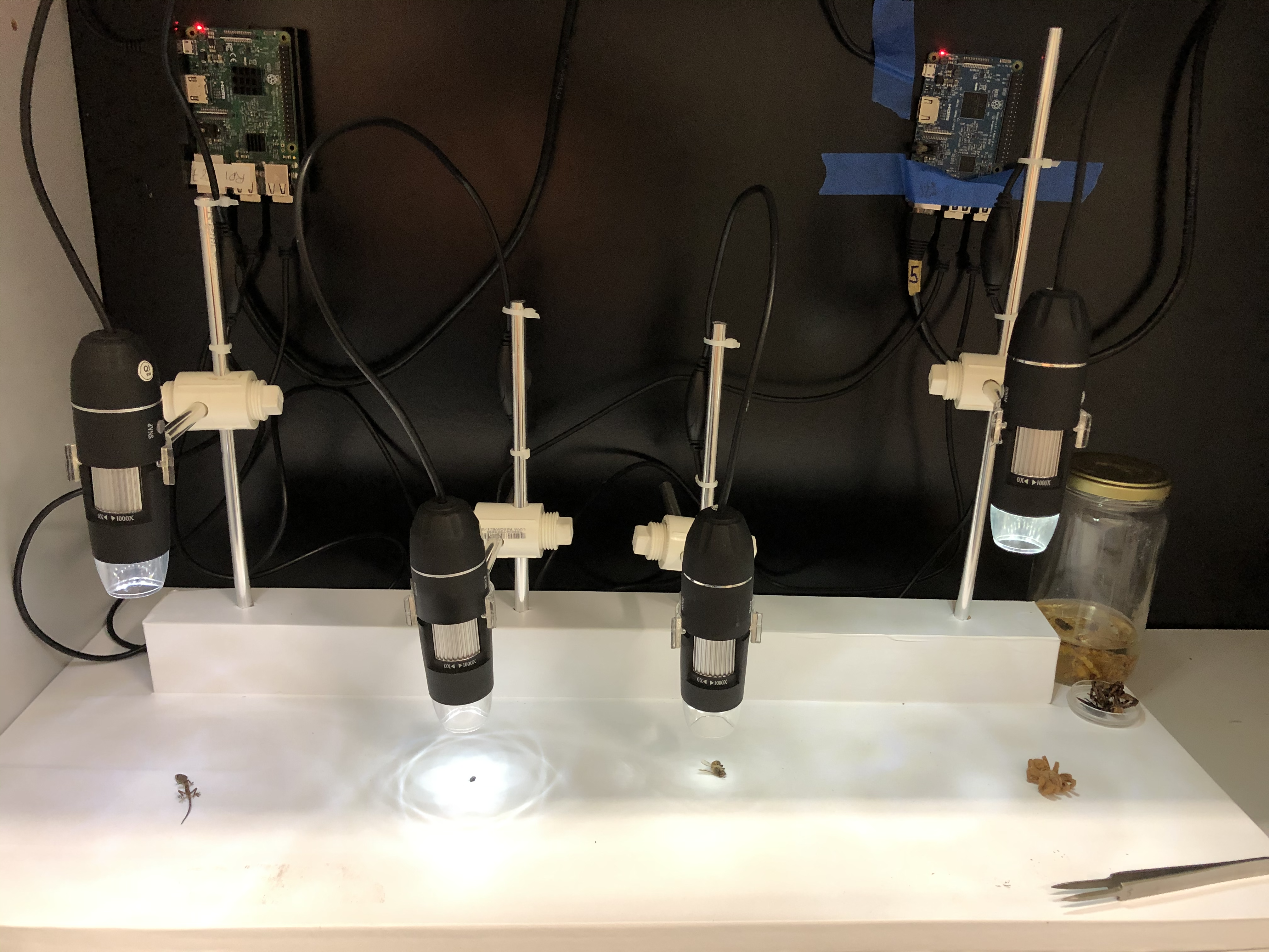 De onde vem as moscas? Conhecendo o ciclo vital da mosca da Fruta Drosophila melanogaster 
