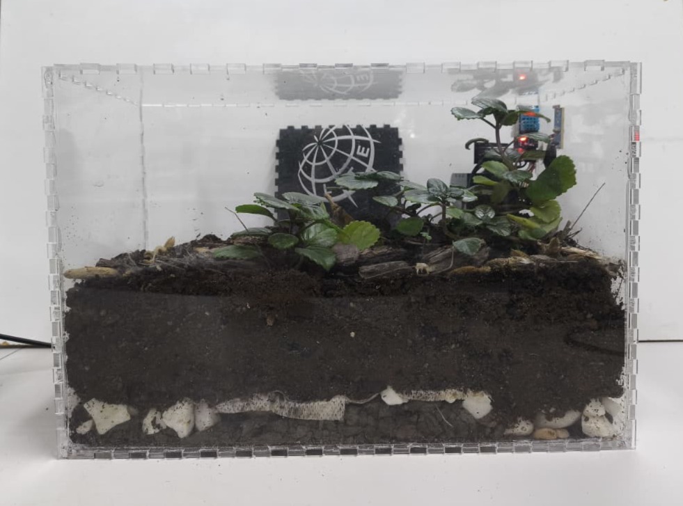 Terrários: ecossistemas em Miniatura que demostram o equilibrio Ambiental