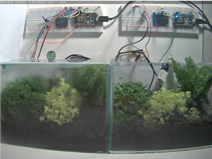 Terrário (Terrarium) 